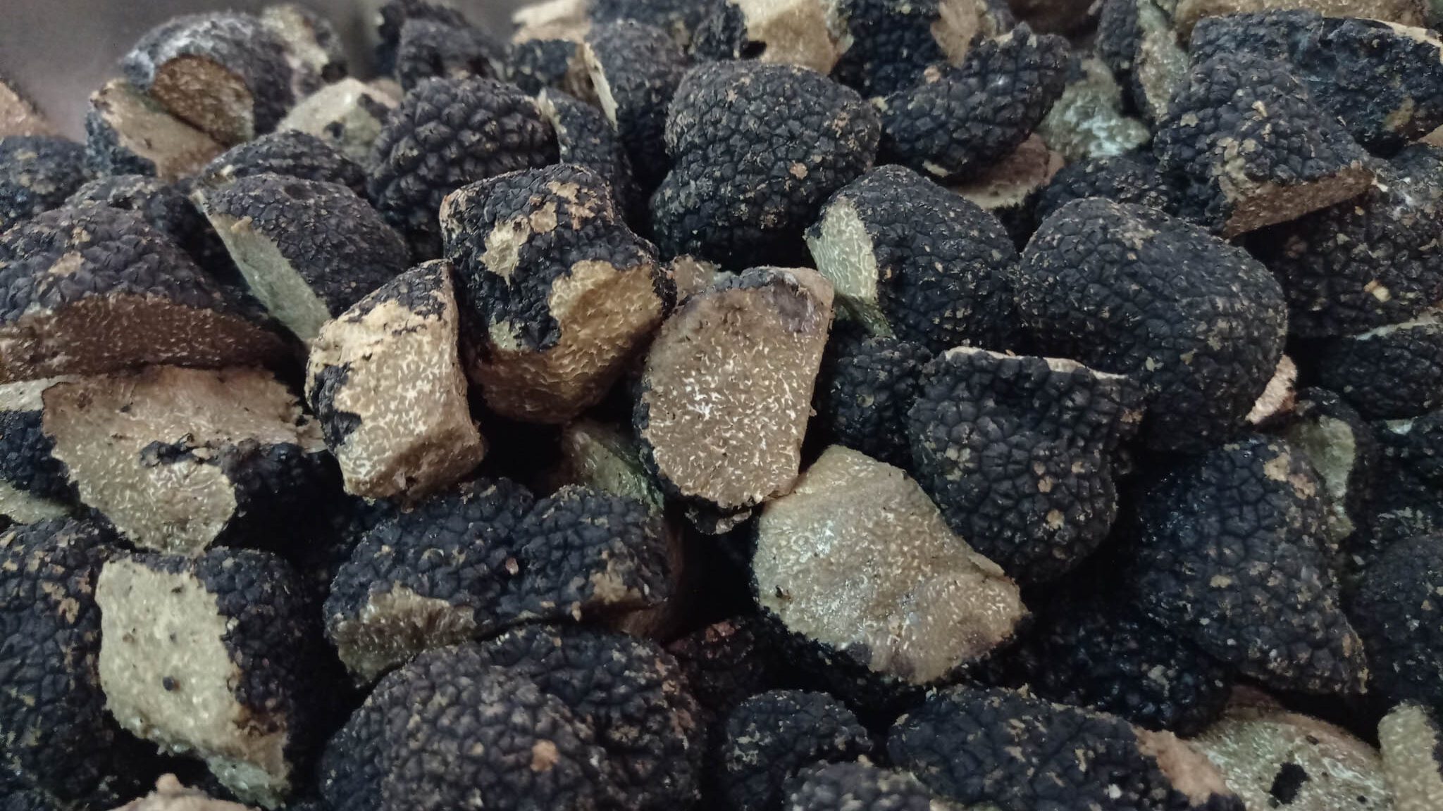 tartufi di norcia tartufo nero fresco